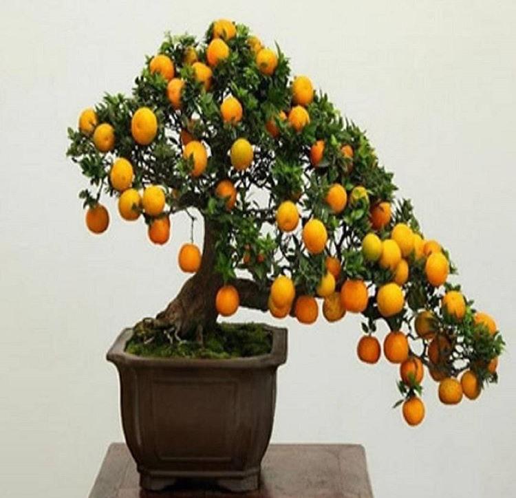 吃这3种水果“留个心”, 埋花盆10天发芽, 长成盆栽有“惊喜”