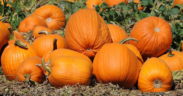 它是“天然雌激素”, 女人每天喝一碗, 缓解炎症, 更显年轻态!