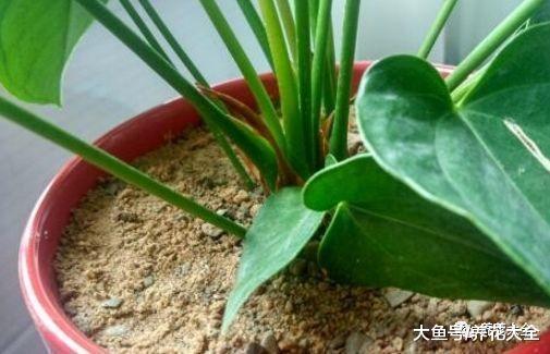 家里的花容易招虫? 那就喷点这个, 杀虫剂不用买!