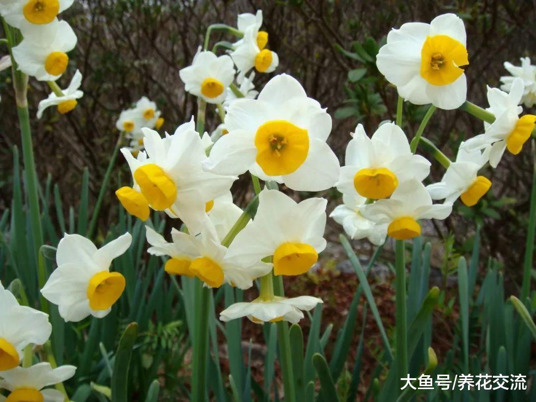 为什么我的水仙花总是每年都不开花, 在室内养有啥需要注意