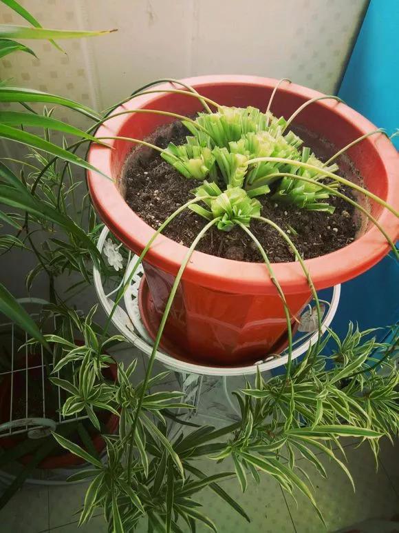 养花就像割韭菜, 割一茬冒新芽, 叶子长得巴掌大!