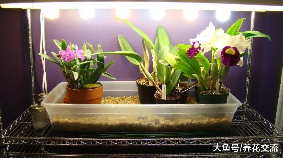 蝴蝶兰给适当的光照, 开花更好, 叶子更加亮泽