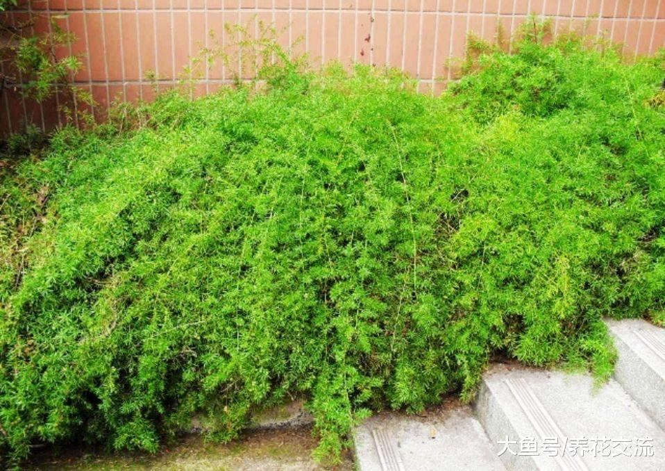 长得特别像文竹的天门冬, 能开出满枝白花和红色浆果