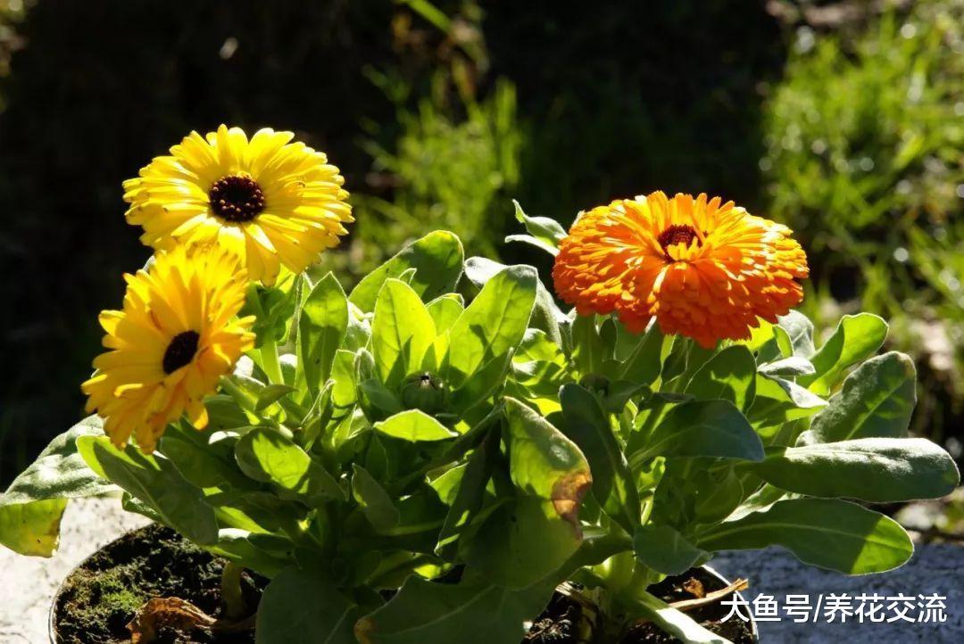 8种花朵灿烂的草本植物, 在阳台上作为盆栽最为适合