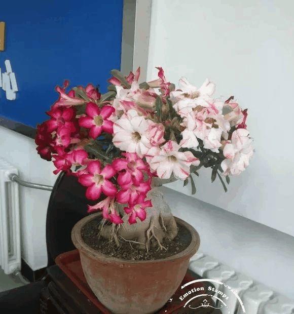 这花比月季还漂亮, 随手切1刀, 1盆能开5色花!