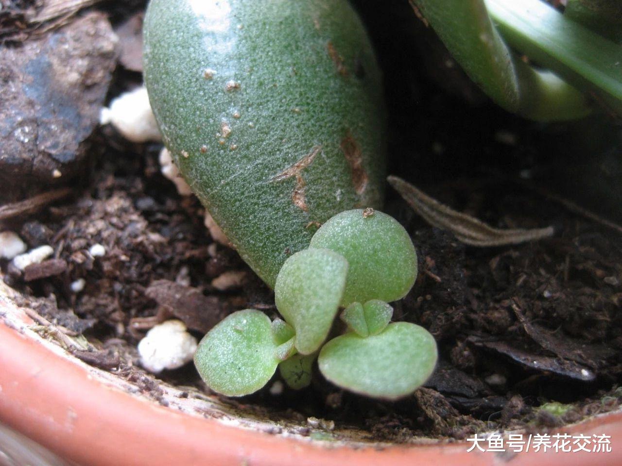 这几种花卉叶片切成几块都能发芽生根, 很快长满整个阳台