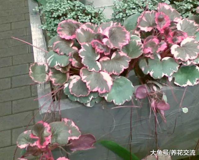 特别耐阴的六种室内植物, 长期养遮阴处也能生长良好
