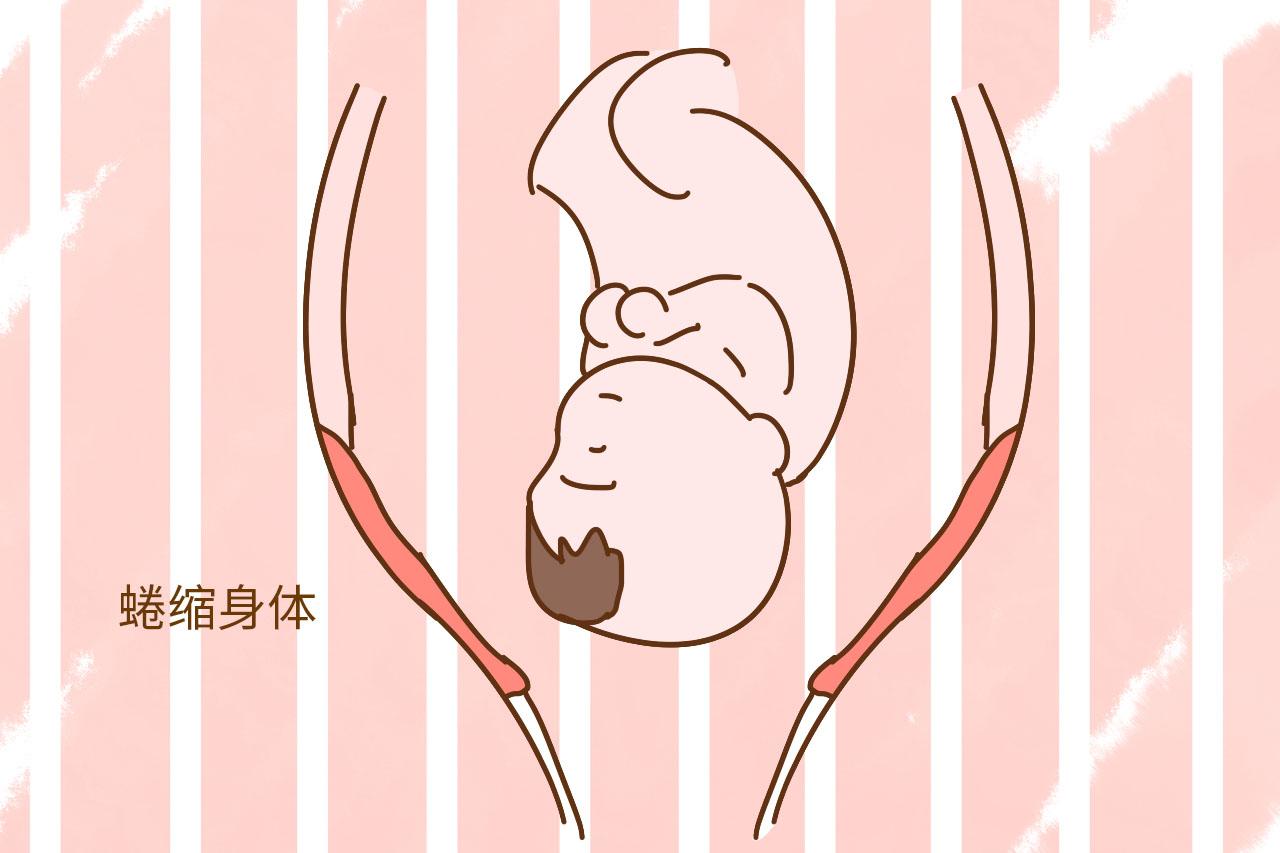 你知道分娩前, 胎宝在妈妈肚子里忙什么吗?