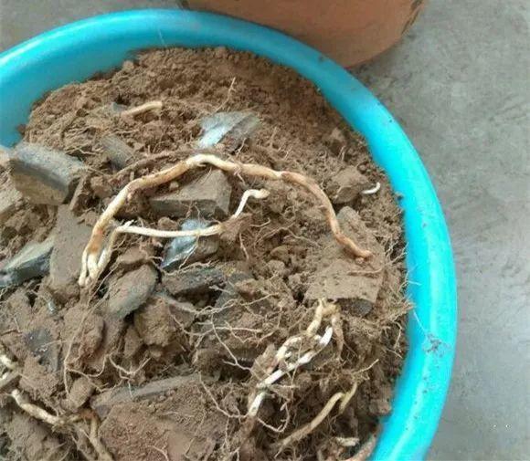 这花长得很好看, 但落地就疯长, 简直就是生物入侵!