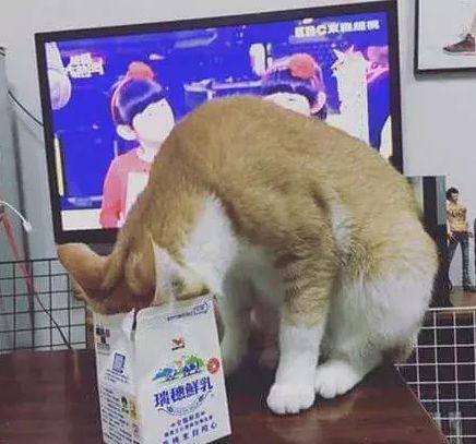猫咪偷喝牛奶结果头被牛奶盒卡住, 化身汪峰老师“一起摇摆”!