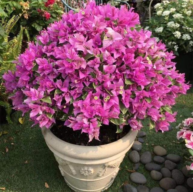 10月了, 三角梅“零星”几朵花, 1壶水2片药, 30天花开爆盆