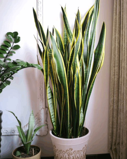 家里干燥别担心, 虎皮兰加层保护罩, 叶子依旧油绿绿!