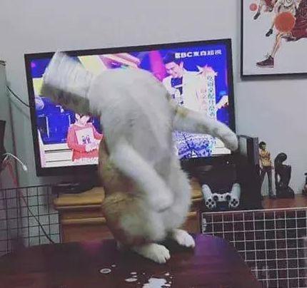 猫咪偷喝牛奶结果头被牛奶盒卡住, 化身汪峰老师“一起摇摆”!