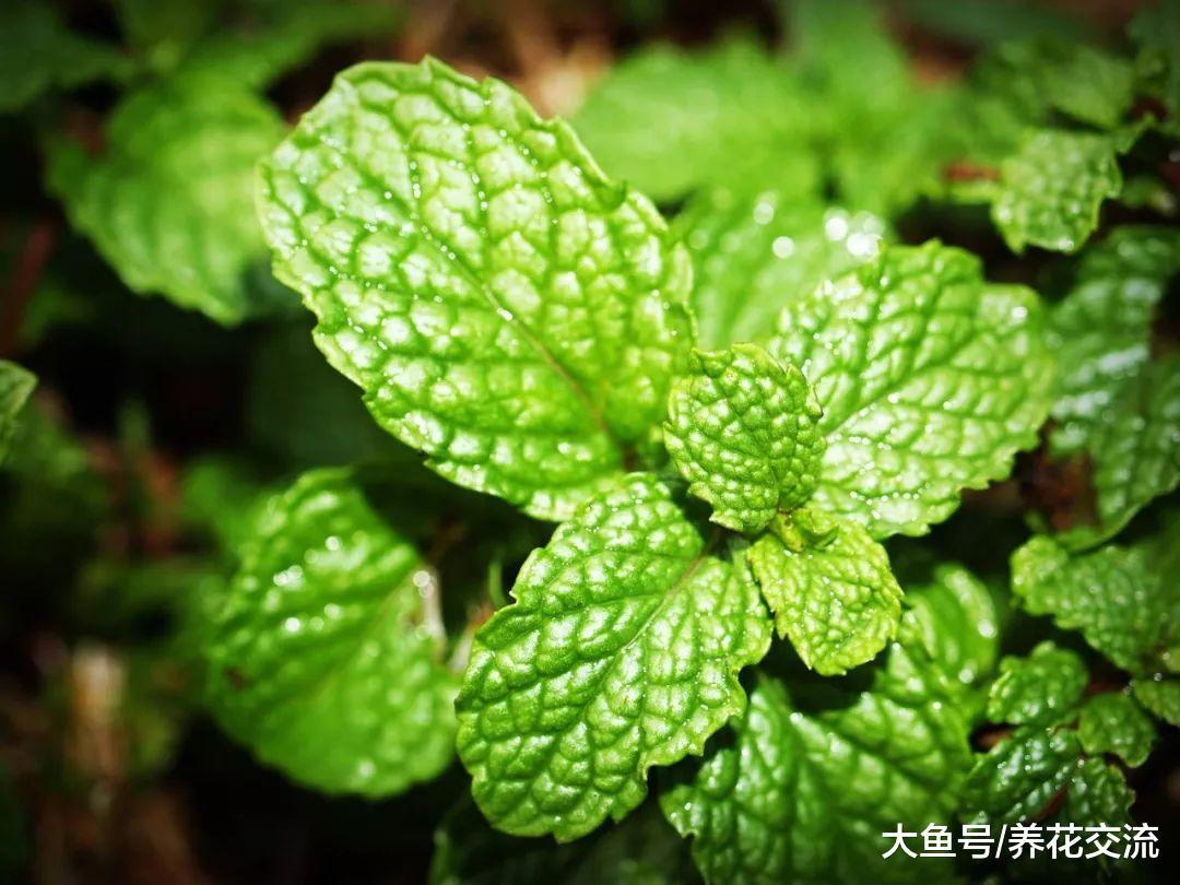 薄荷的叶片用这种方法轻松变成精油, 用来养花有大用处