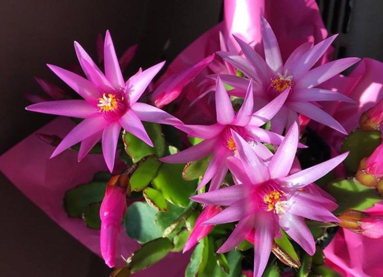 “窗外大雪纷飞、屋内繁花争艳”, 那些花儿都开了, 看看你家有没有?