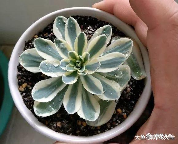 还在天天盼着多肉爆盆? 这样切一刀, 多到放不下!