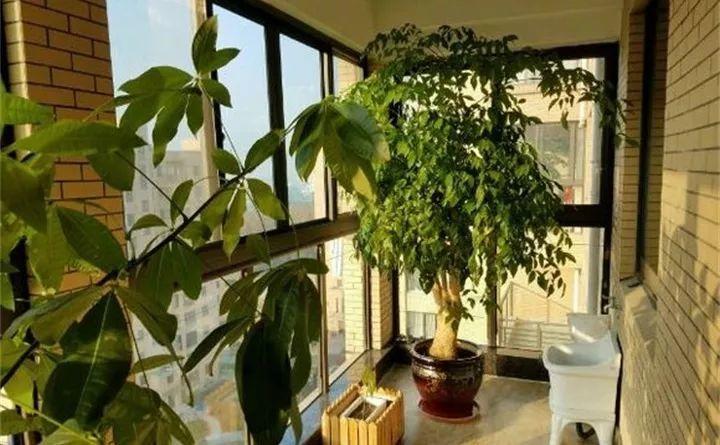 天冷把花搬屋里, 2天之后, 出现黄叶落叶, 咋回事?