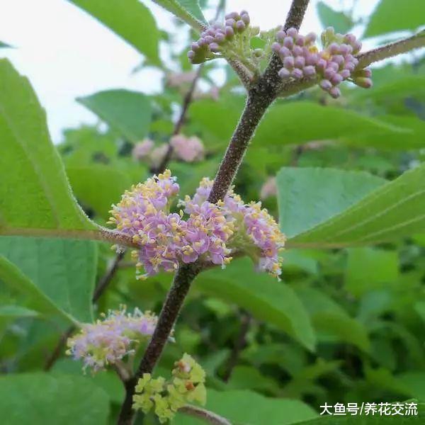 冬天能够开出灿烂紫色浆果的紫珠, 特别耐寒的观果植物