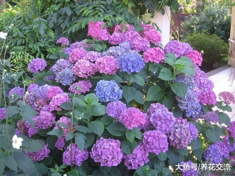 这几种常年开花的植物特别适合种院子里, 容易栽培、花朵好看