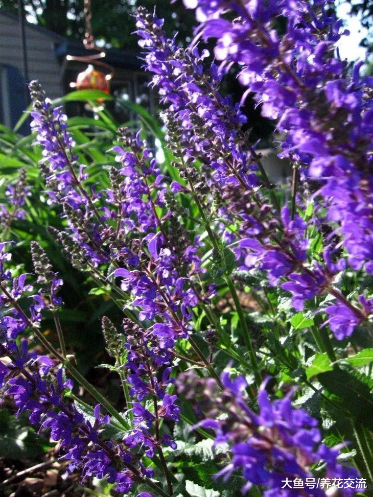 这些花卉都是极其耐寒的植物, 养在院子里越冬也没有关系