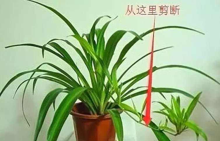 轻轻一掰, 吊兰1盆变10盆, 轻松长满阳台!