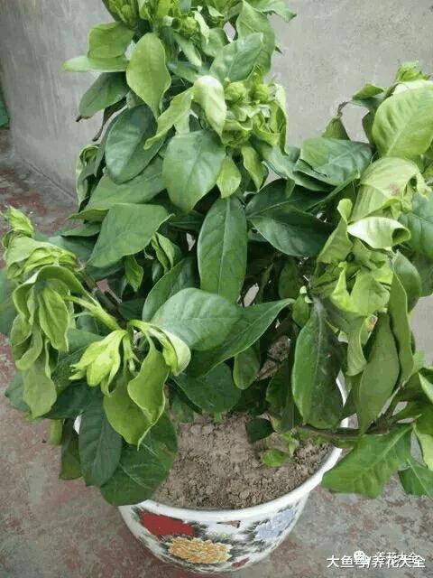 花市买回来的栀子花两天叶子焉了怎么办, 教你小方法轻松处理