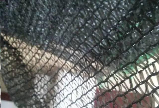 月季防暑大作战! 3招轻松就搞定, 花开不断长满盆!