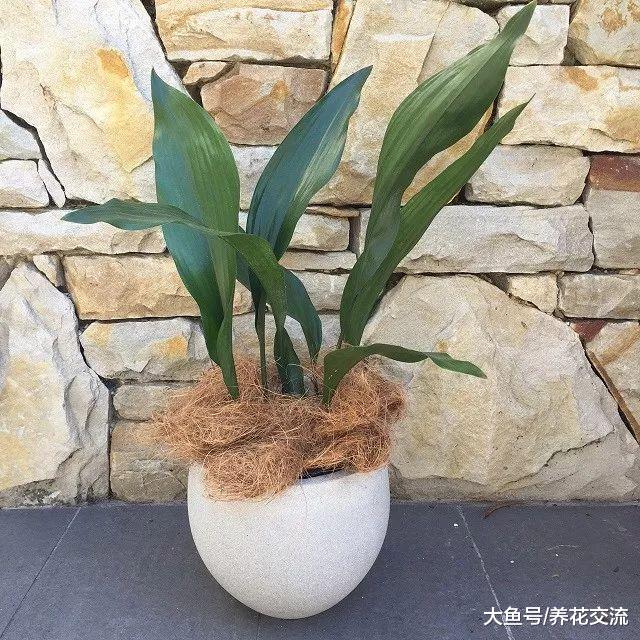 适合摆放在桌面的几种耐阴盆栽, 不是完全黑暗的地方都能生存