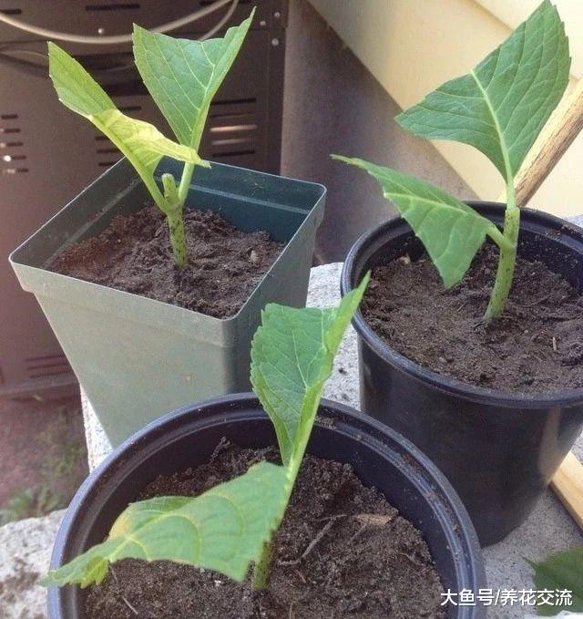 这几种花卉叶片切成几块都能发芽生根, 很快长满整个阳台