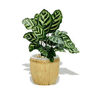 这种植株, 阴暗处也能长, 叶片长开后比花还好看!