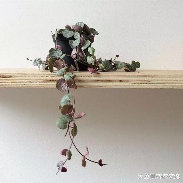 一串串心形的爱之蔓, 还能开出像小鞋子一般的花朵