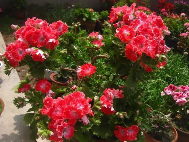 这8种天竺葵, 夏天也能开花, 温度再高也不怕!