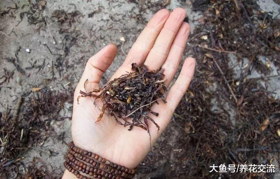 没想到海藻也能用来制作养花的肥料, 夏天的时候特别有用