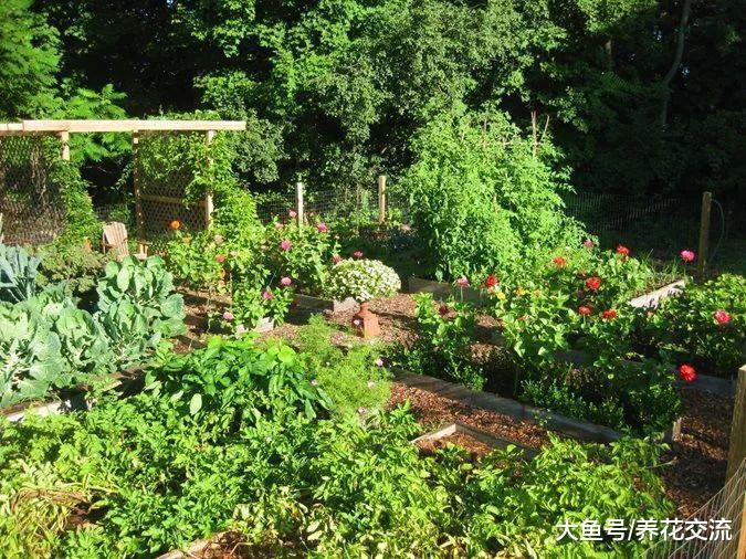 让院子里蔬菜产量更高的7个小贴士, 种菜更加轻松