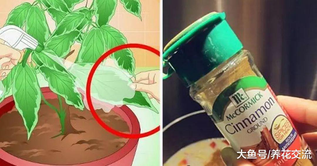 肉桂粉用来养花得6大作用, 让花卉远离病虫害