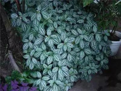 这些号称“养不死”的植物, 最适合手残党了, 你家养了吗?