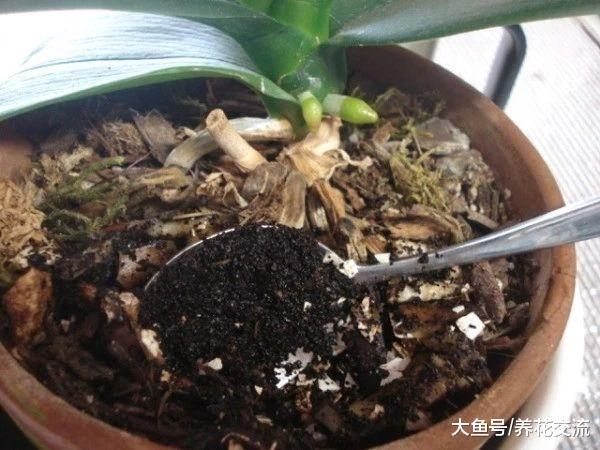用家里废弃的东西自制有机肥料, 养花也不用多花钱