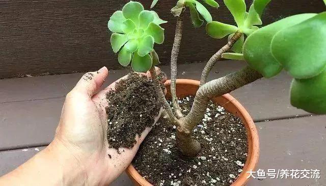 自己栽种多肉植物可以自制专用土壤, 很容易将多肉养活