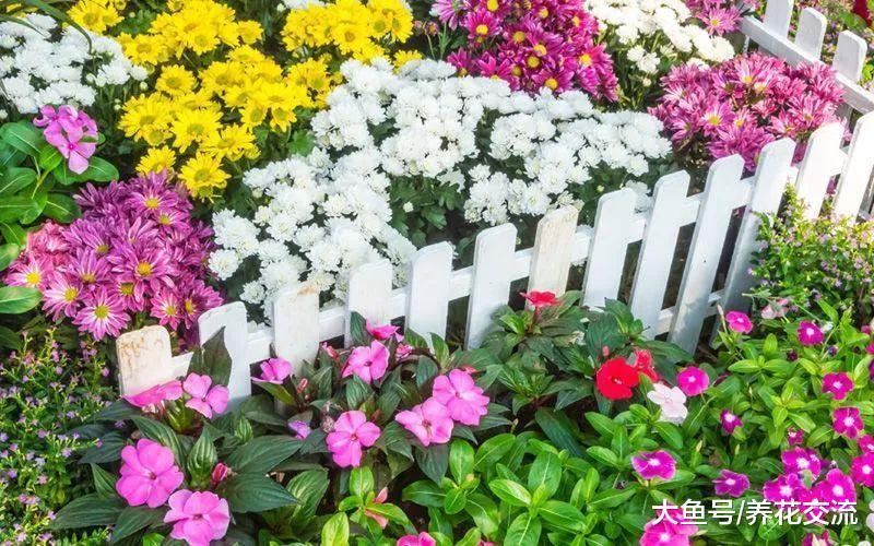 12个颜色爆炸的庭院花卉搭配, 种上这些植物就足够了