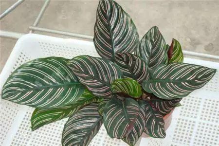 这种植物有猫眼一样的特性, 还能净化空气, 及其耐阴好养!