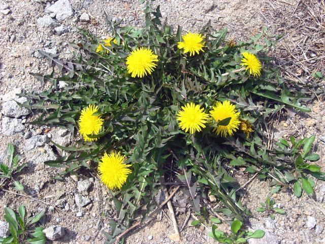 妇科炎症最怕这些菜, 女性夏天要多吃, 成本只要几块钱, 杀菌消炎