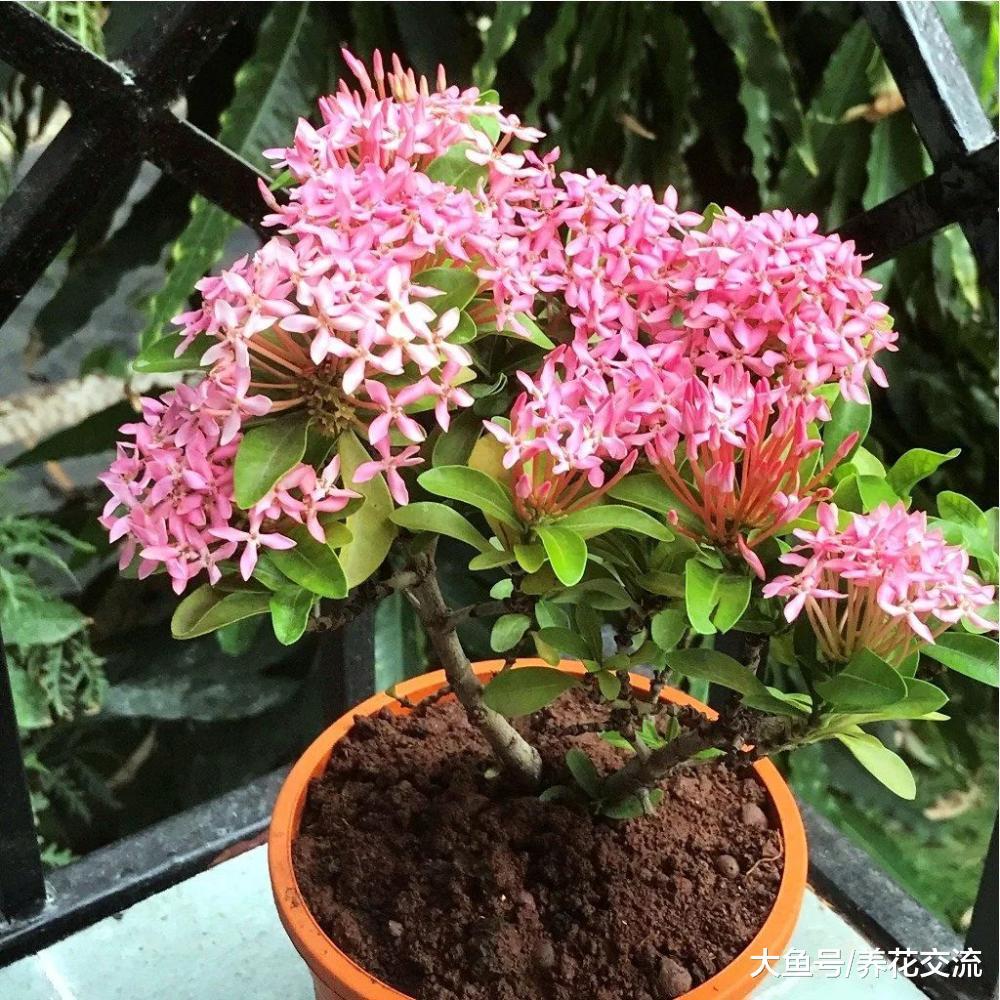 可以一年四季开花盆栽灌木龙船花, 开出像绣球般的花朵