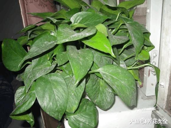 给花喝点醋, 5天黄叶变绿叶, 效果堪比“神仙水”!