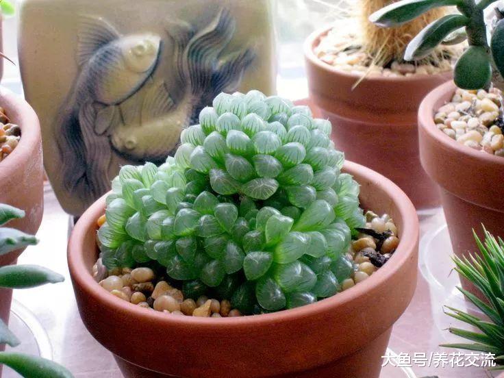 如何避免养死多肉植物, 在室内环境下能养好多肉盆栽么?