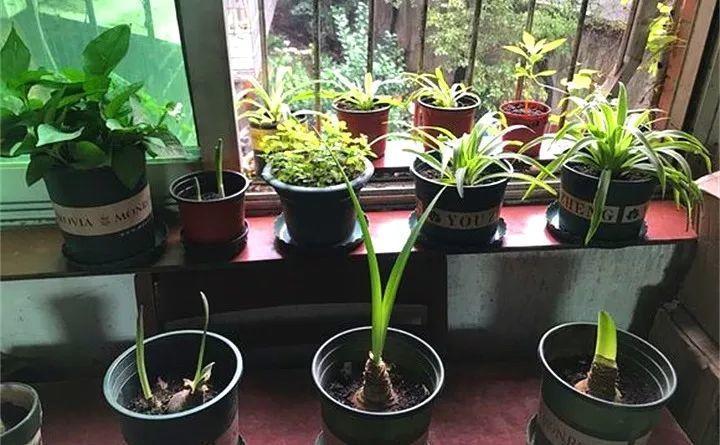 天冷把花搬屋里, 2天之后, 出现黄叶落叶, 咋回事?