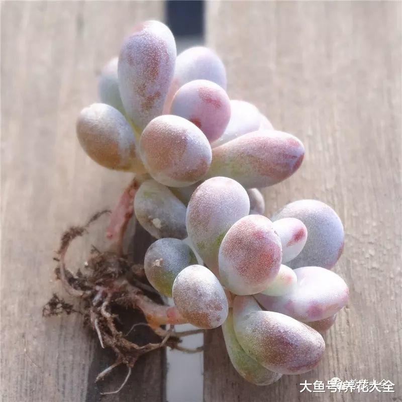 天热了, 这些多肉最耐晒, 越养越厚实!