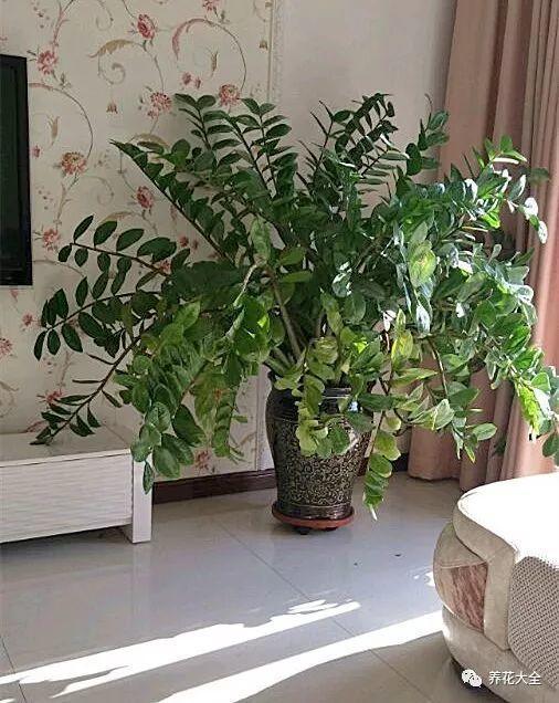 叶插金钱树, 不出半月就生根, 想要多少有多少!