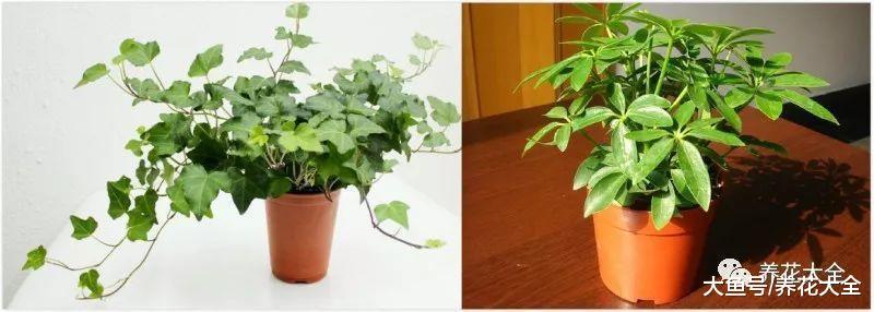 当栀子遇上桂花, 不但是颜值组合, 效果比空气清新剂还管用!