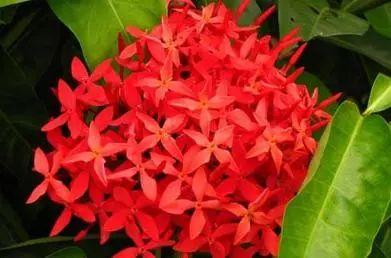 这种常年开花的龙船花该怎么养殖? 怎么才能开爆盆?