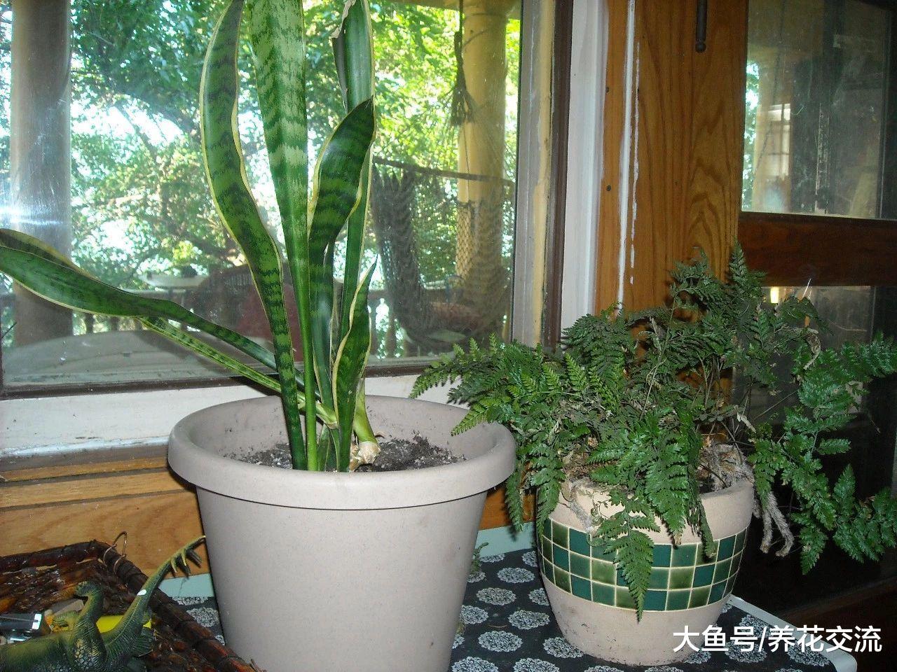 适合养在朝东窗台上的盆栽植物, 不怕被阳光晒伤